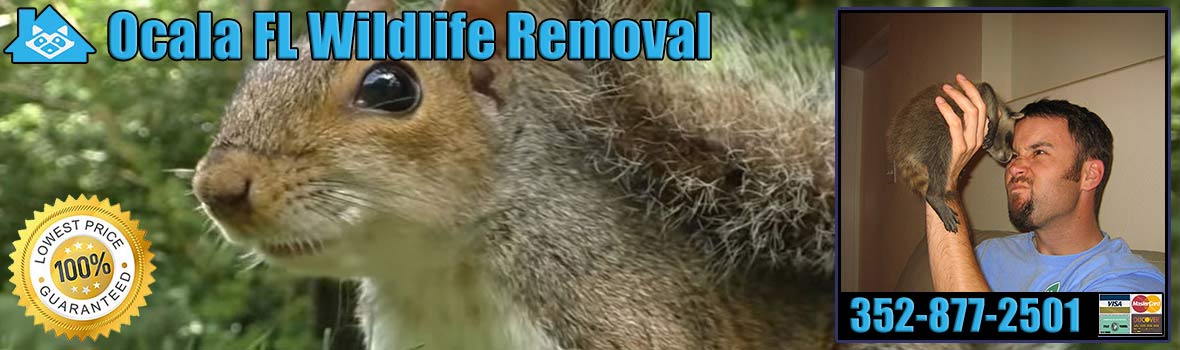 Ocala Wildlife and Animal Removal